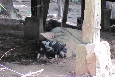 Pigs