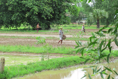 Hand Sowing