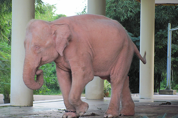 White Elephant